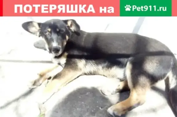 Пропала собака в Кореизе, Республика Крым.