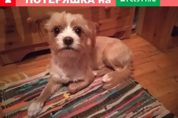 Найдена собака, Москва, фото: Найден кобель-метис в Терлецком парке, Москва