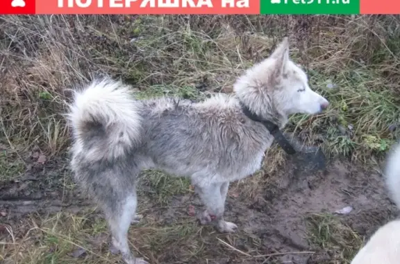 Найден пес-кобель с сломанной лапой в Тверской области