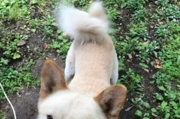 Собака Лайка найдена в Чебоксарах