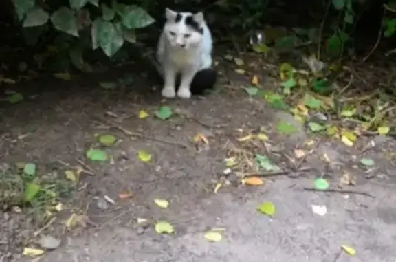 Найден белый кот с черным хвостом и пятнышком в Ростове-на-Дону