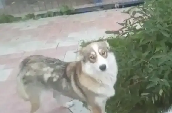 Собаки потеряшки, Тверь, фото: Потеряшка собака Лайка в Новодугинском районе