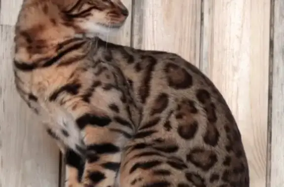 Кошки потеряшки, Ивантеевка, фото: Потеряшка кошка в Ивантеевке, вознаграждение.