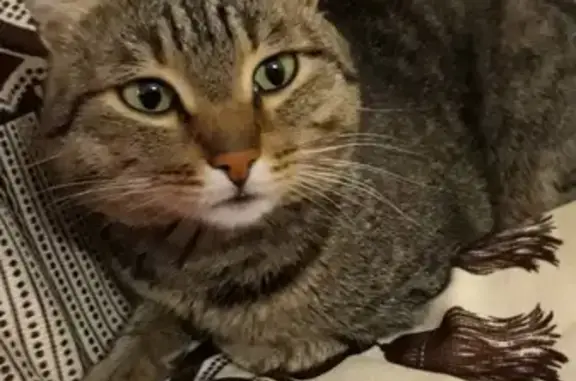 Кошки потеряшки, Кемерово, фото: Потеряшка кот Русик на Инициативной 22, Кемерово