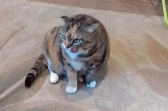 Пропала кошка в СНТ Картинская Гора