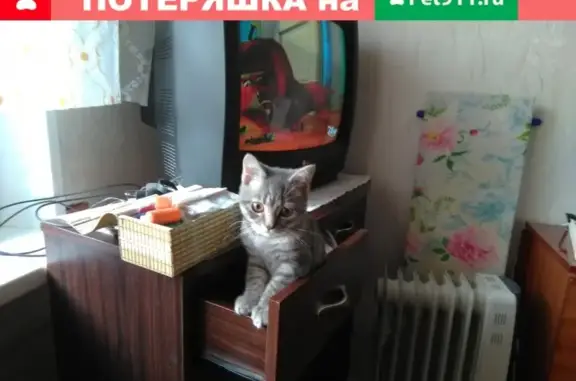 Пропала кошка в Щелково-3, откликается на Дымок