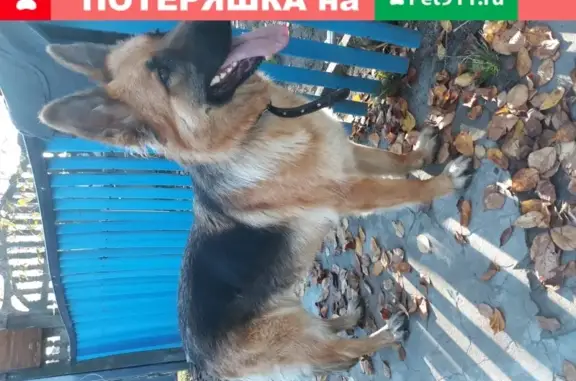 Найдена собака, Баранавічы, фото: Найдена собака с поводком на ул. Колхозной в Барановичах