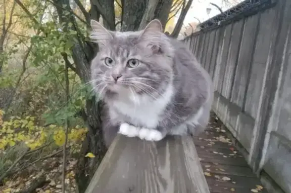 Кошки потеряшки, Санкт-Петербург, фото: Потеряшка кошка Пух на Советском проспекте, СПб, возраст 3-4 года.