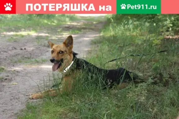 Собака найдена в селе Стрелецкое, Белгородская область