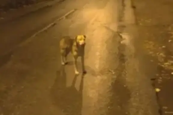 Собака найдена на Верхнем Суздальском озере.
