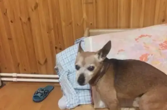 Найденные животные Москва, фото: Найдена собака в СНТ Виктория, Московская обл.