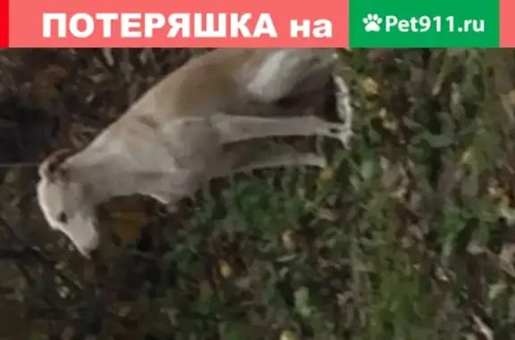 Найдена кошка на даче в Жуковском
