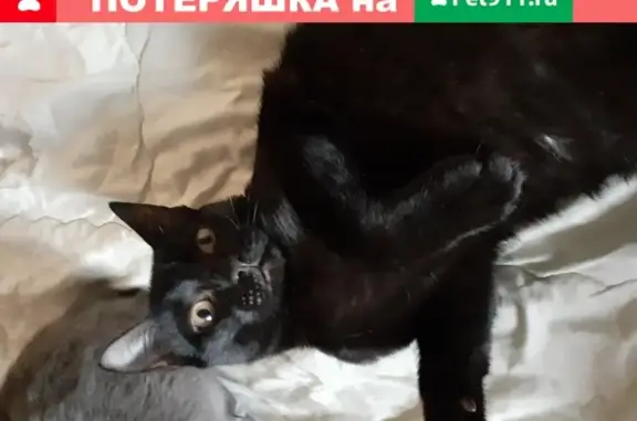 Потерянные животные Омск, фото: Пропала кошка Марк, черный с белым пятном на животе, Омск