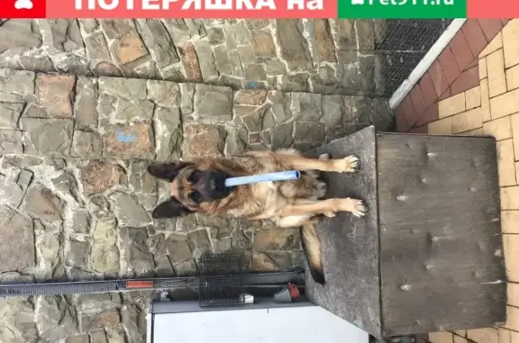 Пропала собака Мухтар на улице Народная в Феодосии