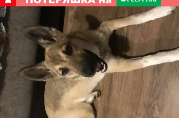 Найдена собака с ошейником в Московском районе
