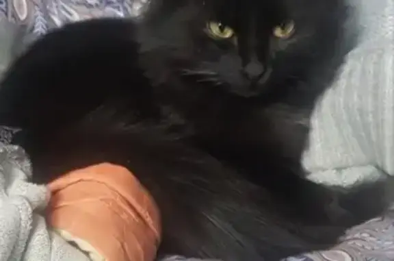 Найдена домашняя черная кошка, Москва