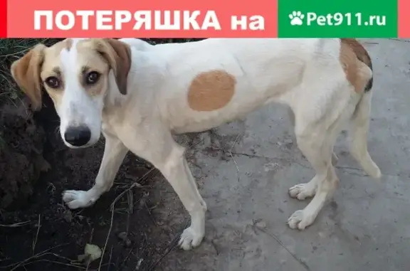 Найдена крупная домашняя собака в деревне Жиляево