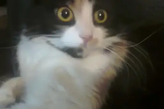 Кошки потеряшки, Москва, фото: Потеряшка кошка Вика на Клязьминской, д. 17!