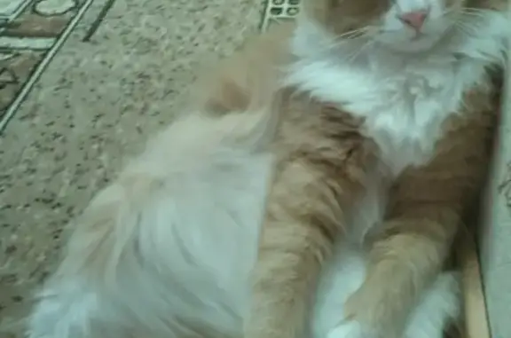 Собаки потеряшки, Ульяновск, фото: Потеряшка собака, Ульяновск, Клубная улица, 8А