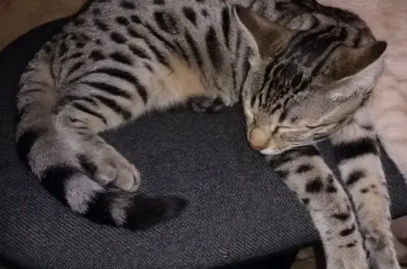 Кошки потеряшки, Ростов-на-Дону, фото: Потеряшка кошка в Ростовском санатории, вознаграждение за находку!