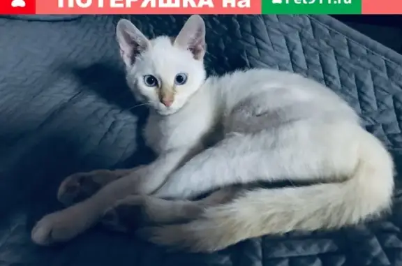 Пропала кошка Котёнок на улице Ленина, 18