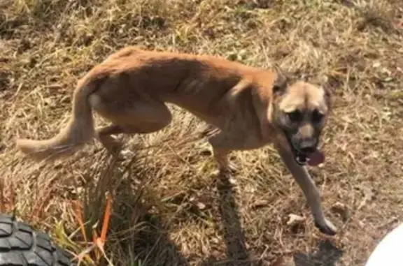 Собака найдена в Уссурийске, микрорайон Восход.
