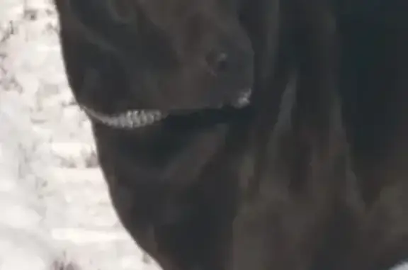 Пропала собака Тайсон в Новоалтайске