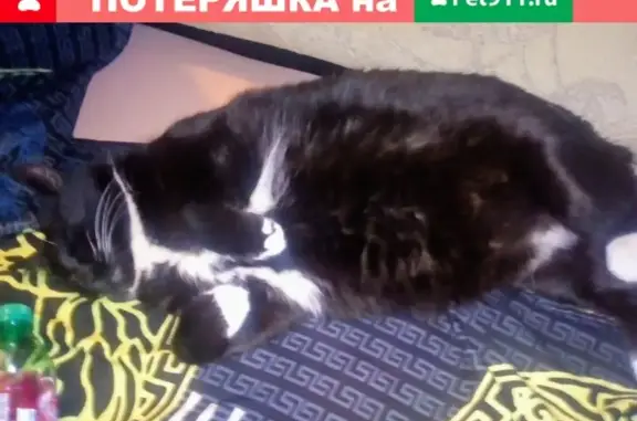 Пропала кошка с Петергофского шоссе, нашли!