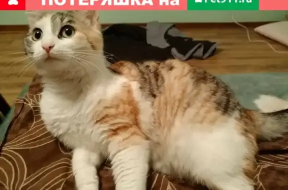 Кошки потеряшки, Саратов, фото: Потеряшка кошка в Саратове, ул. Отрядная.