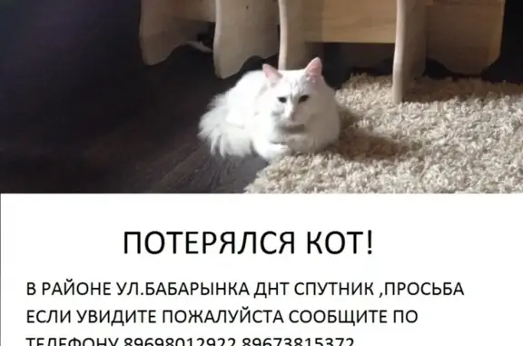 Пропала кошка на улице Бабарынка (Тюмень)