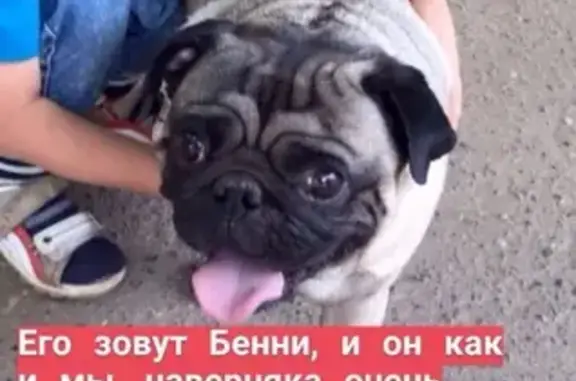 Собаки потеряшки, Оренбург, фото: Потеряшка собака с шрамом в Оренбурге