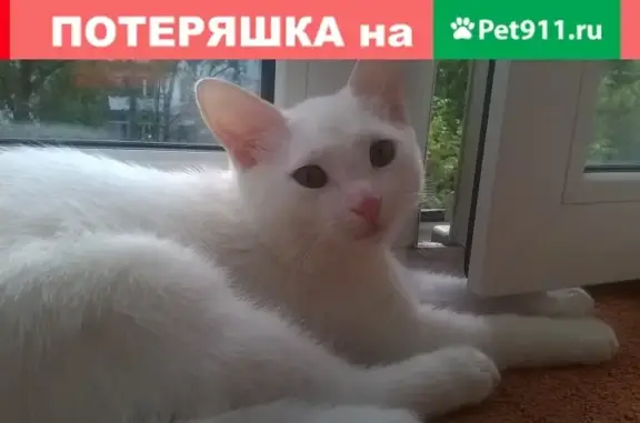 Пропала кошка в Видном, ПЛК д 58, белый окрас
