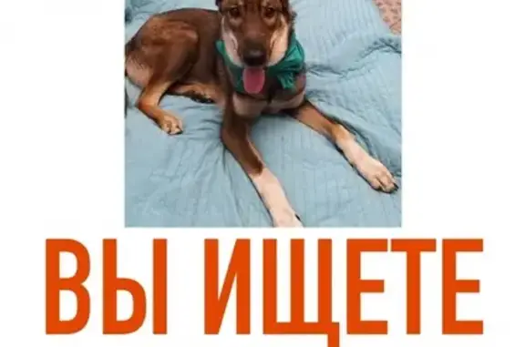 Собака найдена возле ТЦ Охта Молл в СПб