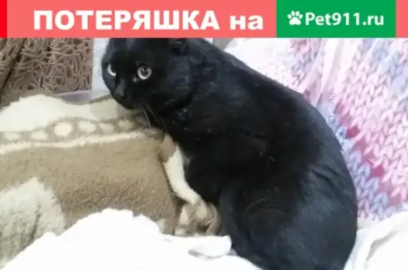 Черная кошка с красным ошейником найдена в Абакане