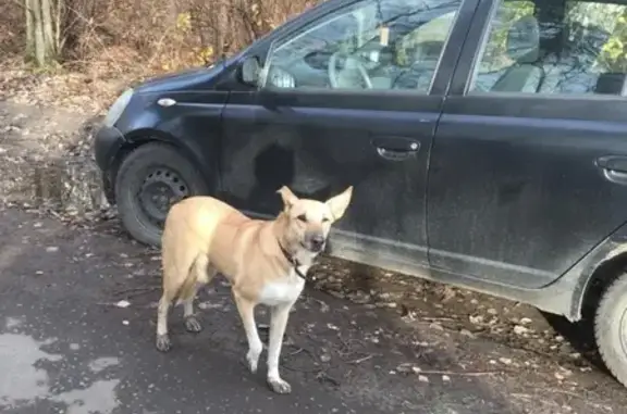 Найдена собака около Горенского лесопарка в Балашихе