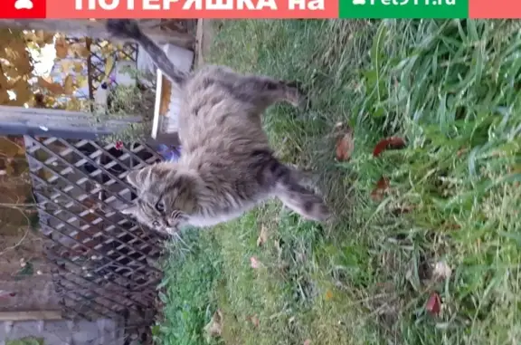 Найдена кошка в Уфе, Ленинский район