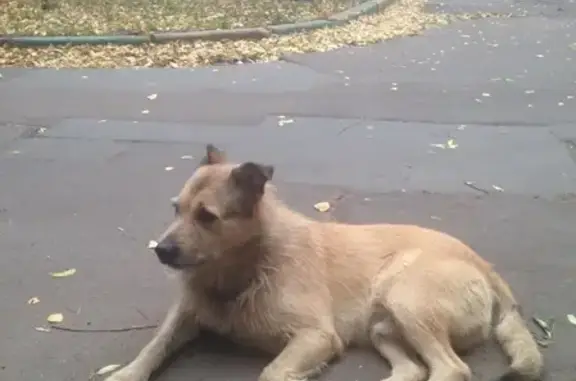 Найдена потерявшаяся собака на ул. Северодвинская, ищет хозяина