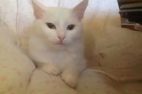 Найдена белая кошка на ул. Софьи Ковалевской