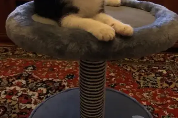 Кошки потеряшки, Москва, фото: Потеряшка кошка Фырка, Москва, ул. Молодцова 27к3