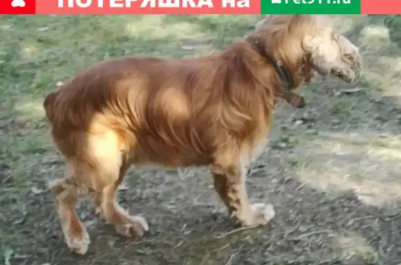 Собаки потеряшки, Москва, фото: Потеряшка собака Барри на Петрозаводской, ищем в Парке Дружбы.