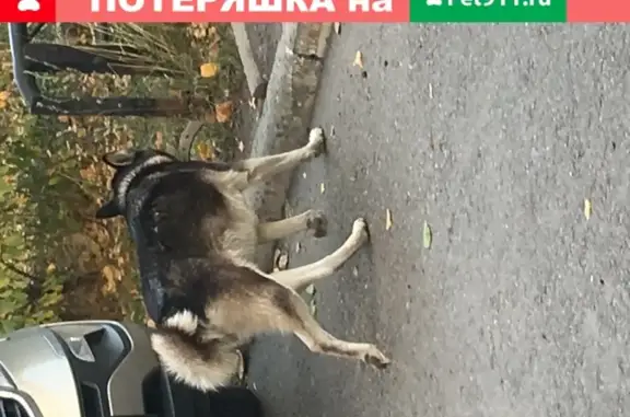 Пропала собака в Центральном районе Барнаула