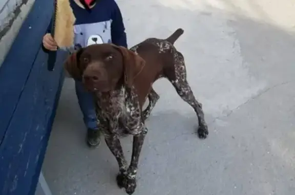 Найдена собака в пос. Мо-98, Красноярский район