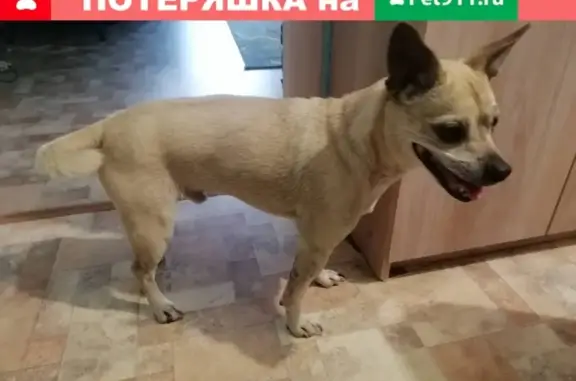 Собака потерялась на ул. Звёздная #5 в Ярославле