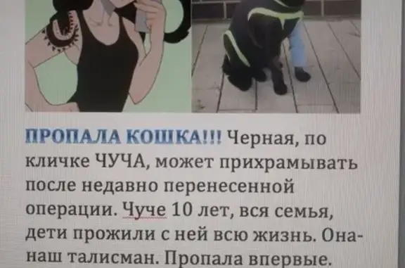 Кошки потеряшки, Москва, фото: Потеряшка кошка Чуча в КП 