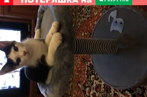 Кошки потеряшки, Москва, фото: Потеряшка кошка на улице Молодцова, Москва