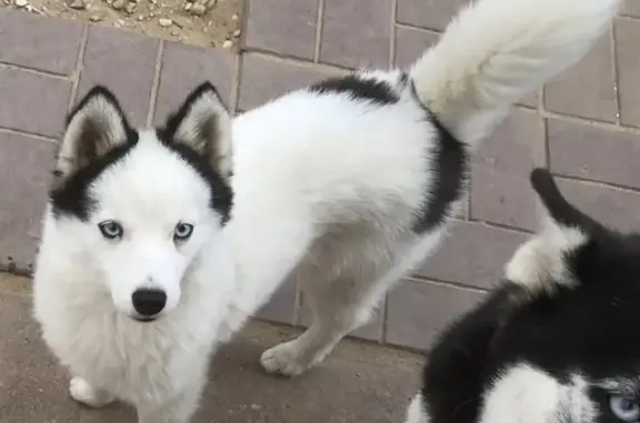 Собаки потеряшки, Тверь, фото: Потеряшка хаски на Отмицкой улице в Твери