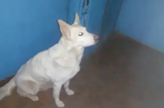 Собака найдена на Комсомольском проспекте в Твери