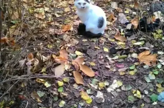 Найдена бело-черная кошка на Королева 4, Ростов-на-Дону