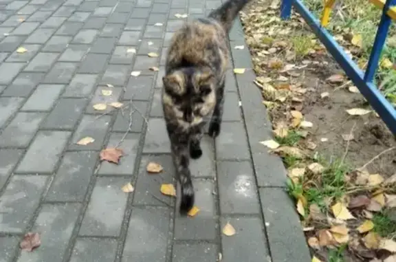 Найдена черепаховая кошка на ул. Маяковского