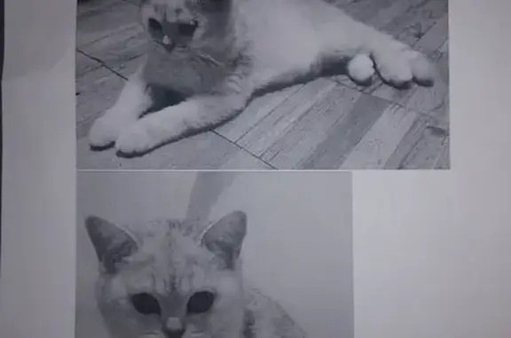 Кошки потеряшки, Москва, фото: Потеряшка кошка на ул. Софьи Ковалевской 4а, звоните найденным!